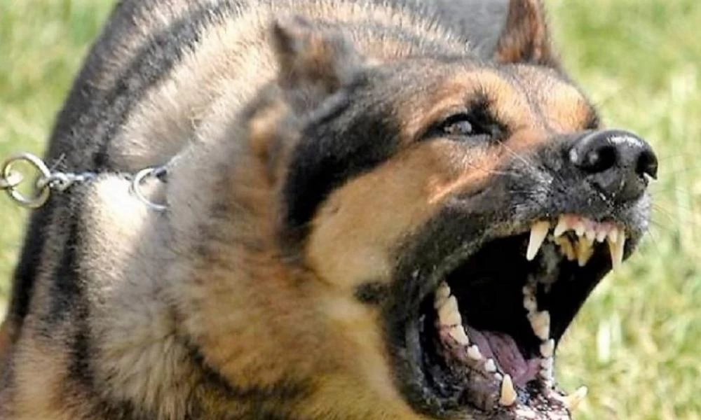 Τραγικός θάνατος 25χρονης στο Μπέρμιγχαμ: Την έφαγε ο σκύλος της όταν ήταν ξαπλωμένη